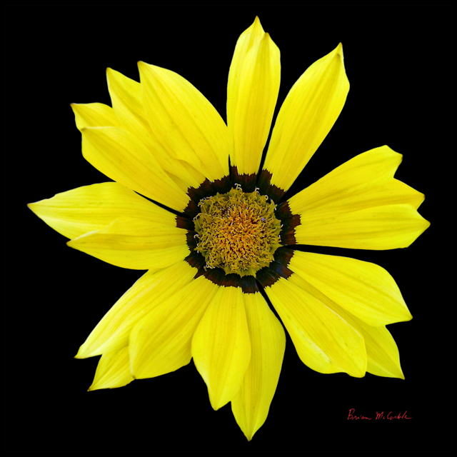 (image for) Yellow Ganzia